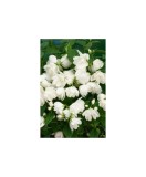 Iasomie Snowbelle la ghiveci - PHILADELPHUS - planta de gradina
