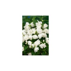 PHILADELPHUS SNOWBELLE - IASOMIE - ghiveci