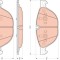 Set placute frana,frana disc BMW X6 (F16, F86) (2014 - 2016) TRW GDB1728