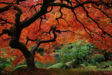 Cumpara ieftin Fototapet Pom cu frunze de foc, gradina japoneza, 250 x 200 cm