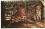 1970 - București, gradina zoo - leopard