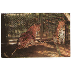 1970 - București, gradina zoo - leopard