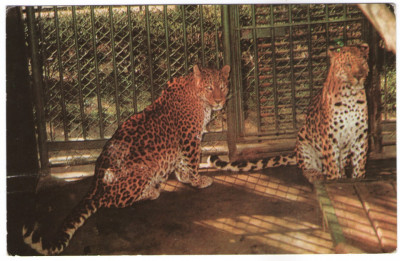 1970 - București, gradina zoo - leopard foto