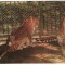 1970 - București, gradina zoo - leopard