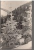CPIB 17377 CARTE POSTALA - IARNA PE MASIVUL POSTAVARUL, RPR, Circulata, Fotografie