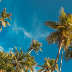 Tablou canvas Plaja75 cu palmieri si cer albastru, 105 x 70 cm