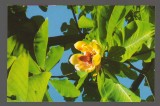 CPIB 20201 CARTE POSTALA - MAGNOLIA OBOVATA