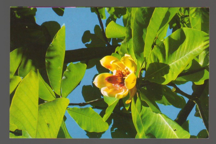 CPIB 20201 CARTE POSTALA - MAGNOLIA OBOVATA
