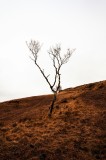 Tablou Canvas, "Arborele solitar pe deal toamna", Copac, Peisaj, Singurătate, Cer, Toamnă, Deal, Natură, Contrast, Melancolie, Siluetă, 26 x 39 cm, CM