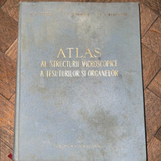 V. G. Eliseev - Atlas al structurii microscopice a tesuturilor si organelor