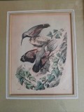 Gravura, pasarea"Fluturasul de stanca",colorata manual,1857,vezi fisa