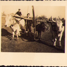 HST M533 Poză car cu boi anii 1940