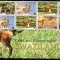 SWAZILAND 2001, Fauna, serie neuzată, MNH