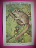 HOPCT 6245 GLIS GLIS -ROZATOARE -FAUNA EUROPA-CP CHROMO LITHO -MUZEUL REGAL STIINTE NATURALE BELGIA-NECIRCULATA, Printata