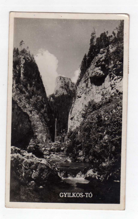 LACUL ROSU ED LIBRARIA MARK ISTVAN GHEORGHENI