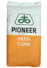 Samanta Porumb PIONEER P8567, FAO 275, LumiGEN - Sac 25000 boabe foto