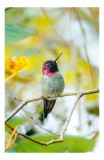 Tablou Canvas, "Zborul colibri printre culori vii", Plumaj, Vibrant, Ramură, Mic, Colorat, Delicat, Natură, &Icirc;nflorire, 26 x 39 cm, CMCLASS