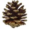 Conuri Decorative, Set, 20 buc, Lemn, Culoare Auriu, Mărime 5 cm
