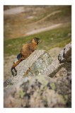 Tablou Canvas, "Marmota pe st&acirc;nci sub soarele verii", Marmotă, St&acirc;ncă, Natură, Alpin, Cer, Verde, Maro, Izolare, Liniște, Serenitate, 26 x 39 cm, CMCL