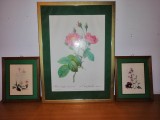 3x tablou botanic plansa botanica flori fundal verde Imprimeria Remond trandafir nalba brandusa