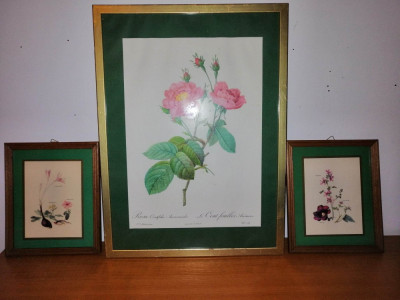 3x tablou botanic plansa botanica flori fundal verde Imprimeria Remond trandafir nalba brandusa foto