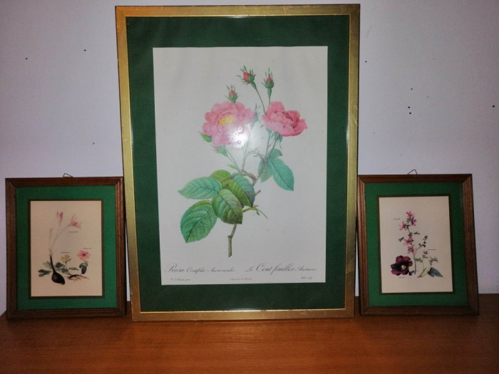 3x tablou botanic plansa botanica flori fundal verde Imprimeria Remond trandafir nalba brandusa