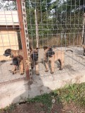 Căței ciobanesc belgian malinois