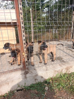 Căței ciobanesc belgian malinois foto