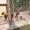 Căței ciobanesc belgian malinois