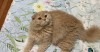 Motan Scottish Fold