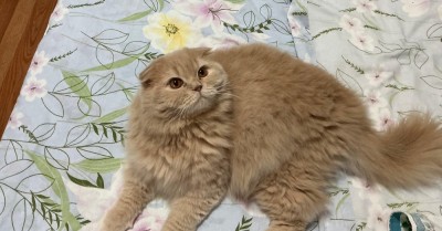 Motan Scottish Fold foto