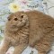 Motan Scottish Fold