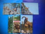 HOPCT LOT NR 458 MUFLON/MUFLONI -FAUNA-4 CARTI POSTALE-NECIRCULATE, Circulata, Printata