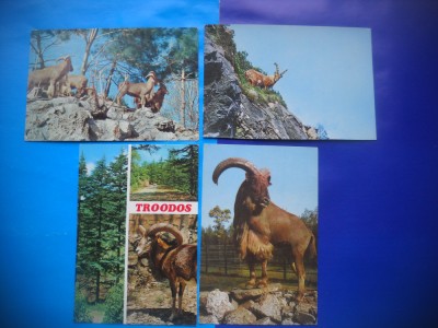 HOPCT LOT NR 458 MUFLON/MUFLONI -FAUNA-4 CARTI POSTALE-NECIRCULATE foto