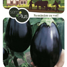 Seminte de vinete Black Beauty 1 gram SemPlus