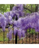 Planta Glicina Wisteria macrostachya Blue Moon C2, ghiveci 2l, Oem