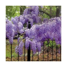 Planta Glicina Wisteria macrostachya Blue Moon C2, ghiveci 2l