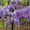 Planta Glicina Wisteria macrostachya Blue Moon C2, ghiveci 2l