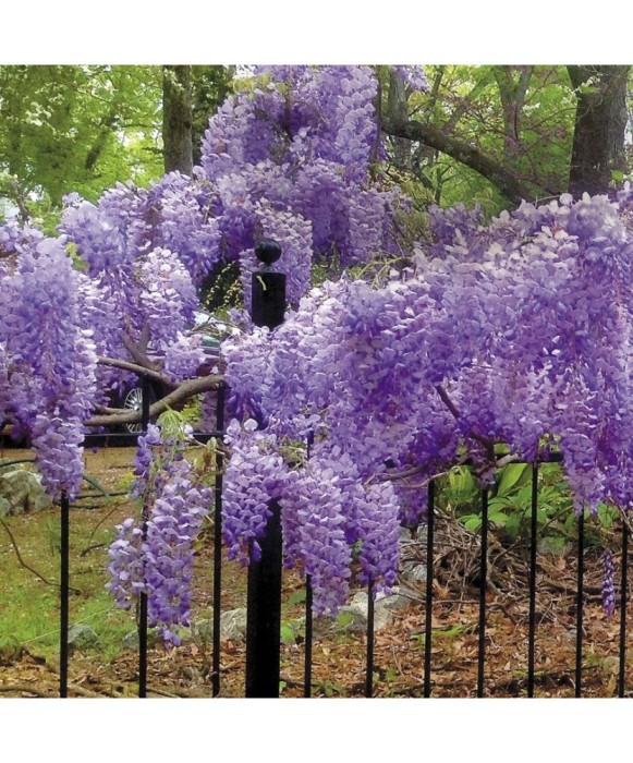 Planta Glicina Wisteria macrostachya Blue Moon C2, ghiveci 2l