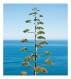 Tablou Canvas, "Arbore solitar pe malul mării", Agavă, Albastru, Ocean, Orizont, Cer, Calm, Natură, Zen., 26 x 39 cm, CMCLASS