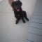 Vand ca?el de labrador retriever