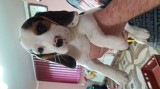 Puiuții beagle tricolor vaccinați și deparazitați