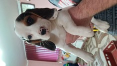 Puiuții beagle tricolor vaccinați și deparazitați