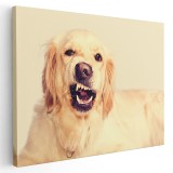 Tablou caine Golden Retriever Tablou canvas pe panza CU RAMA 50x70 cm