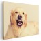 Tablou caine Golden Retriever Tablou canvas pe panza CU RAMA 60x90 cm