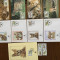 burundi - feline - serie 4 timbre MNH, 4 FDC, 4 maxime, fauna wwf
