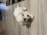 V&acirc;nd Bichon
