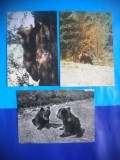 HOPCT LOT NR 1016 URS / URSI -FAUNA -3 CARTI POSTALE-NECIRCULATE, Circulata, Printata