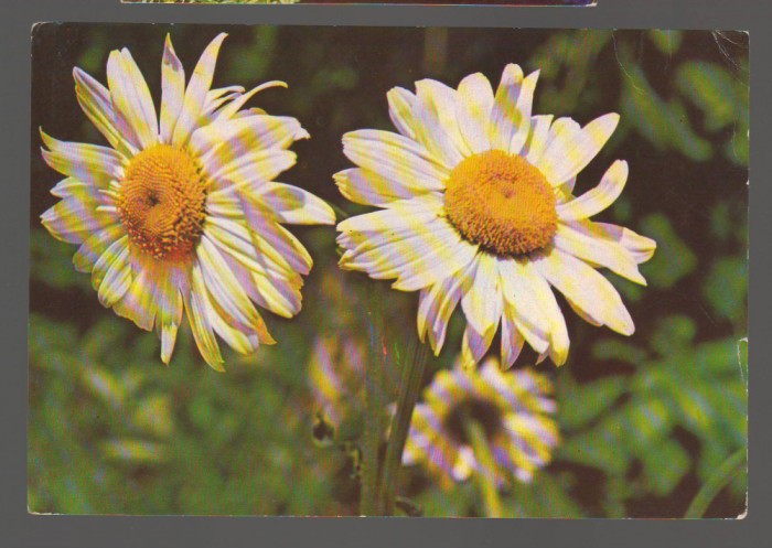 CPIB 20208 CARTE POSTALA - MARGARETE