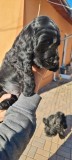 Cocker Spaniel negru